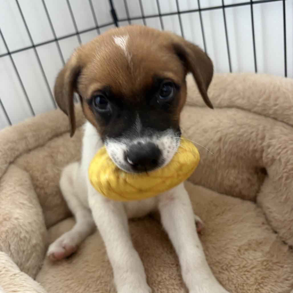 Nolan (COH-A-67940, a Adoptable Mixed Breed in Volcano, HI image 2/6
