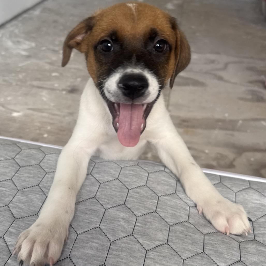 Nolan (COH-A-67940, a Adoptable Mixed Breed in Volcano, HI image 4/6