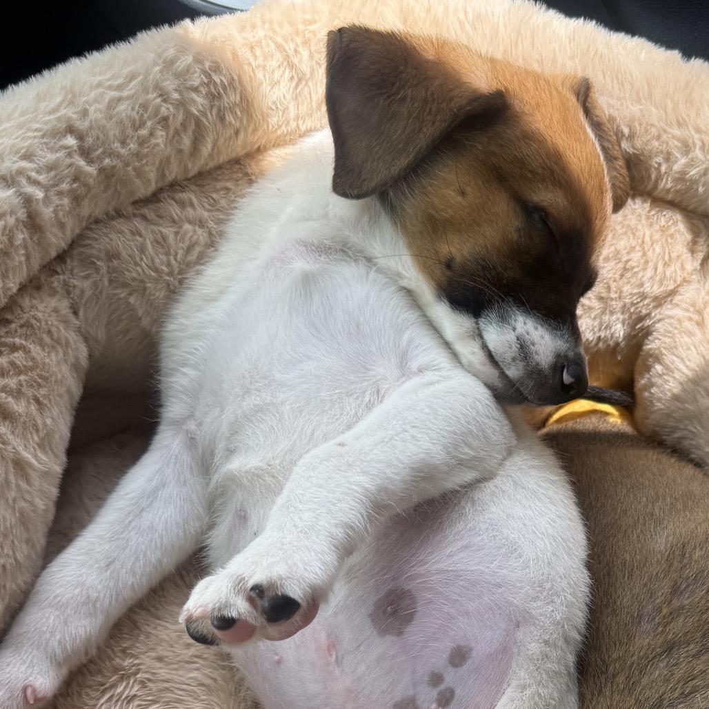 Nolan (COH-A-67940, a Adoptable Mixed Breed in Volcano, HI image 5/6