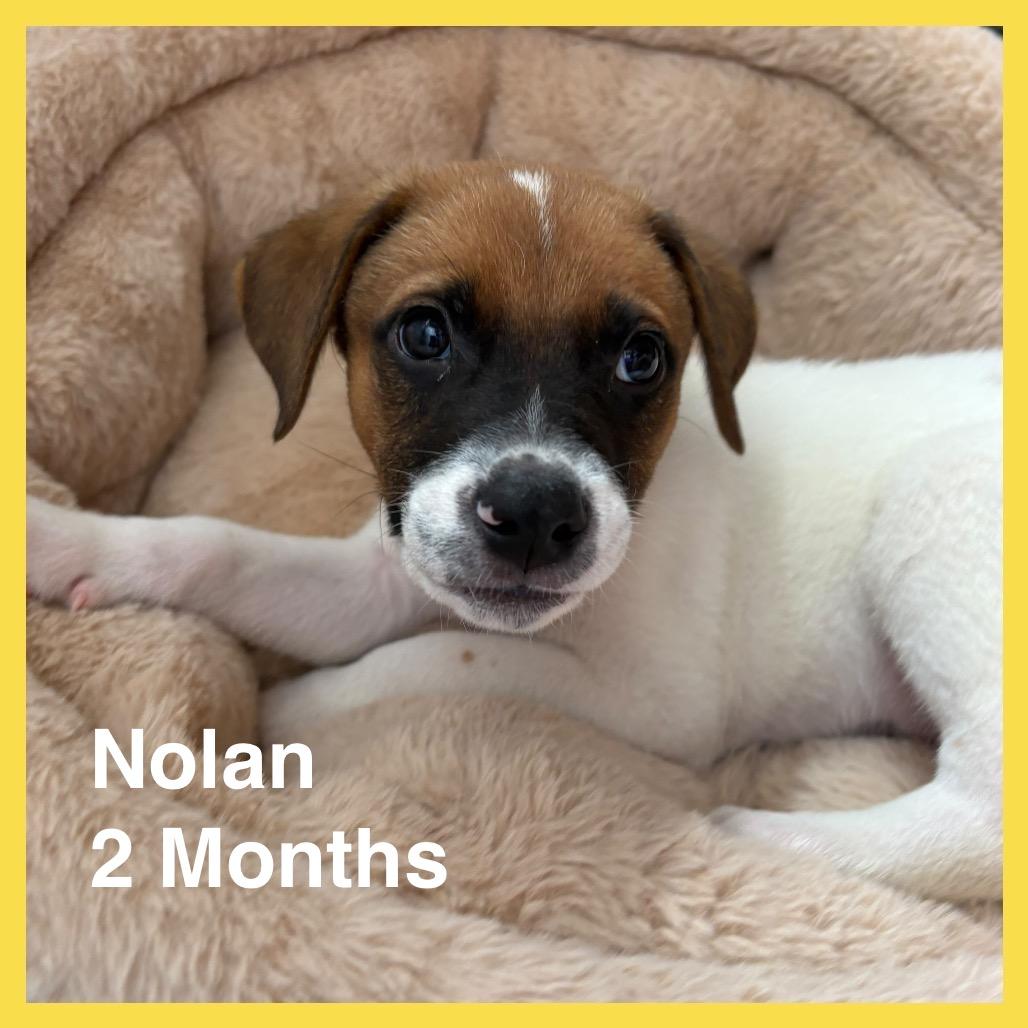 Nolan (COH-A-67940, a Adoptable Mixed Breed in Volcano, HI image 6/6