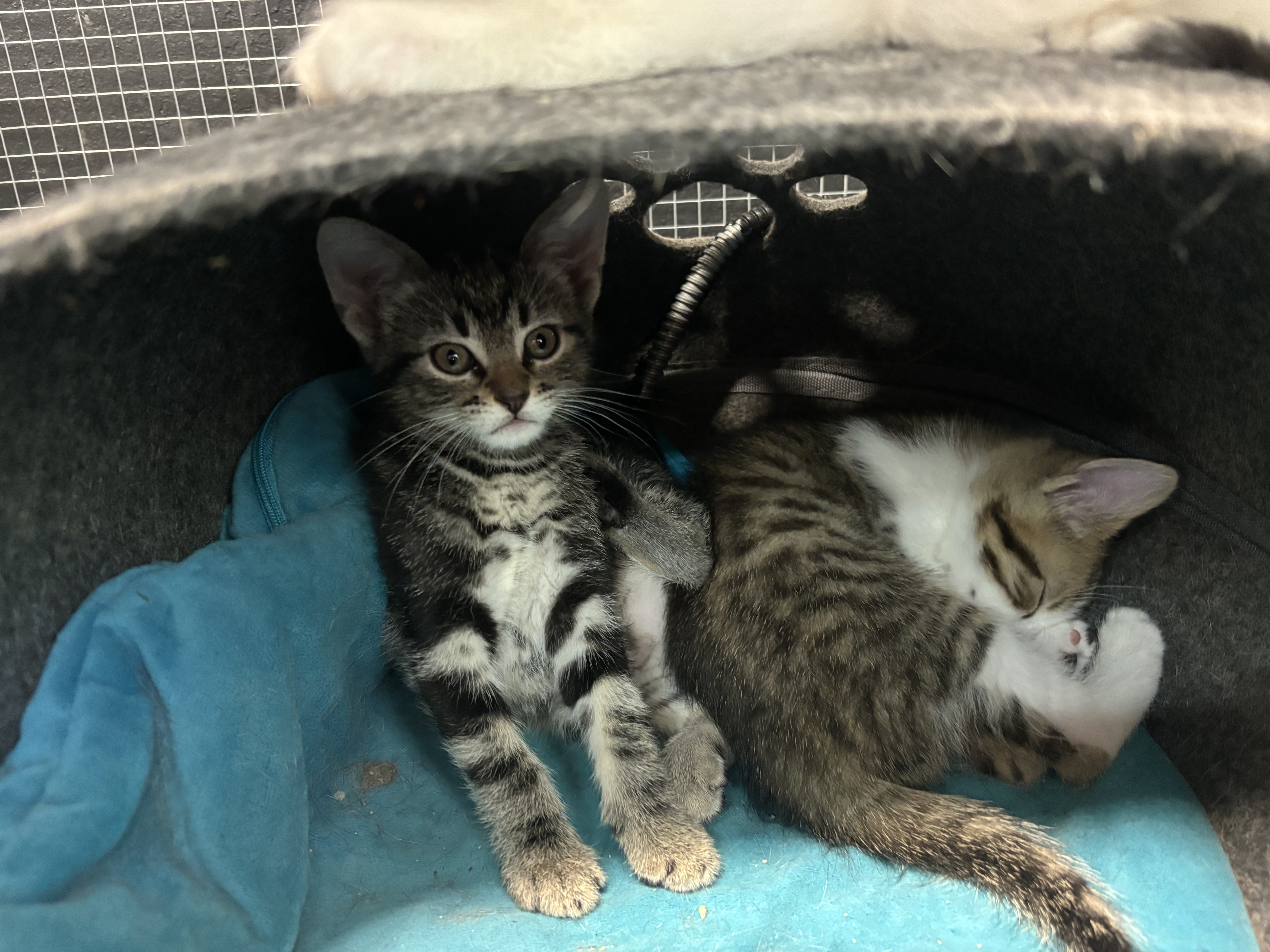 Chocolate Thunder II, a Adopted Domestic Short Hair in Melbourne, AR image 1/6