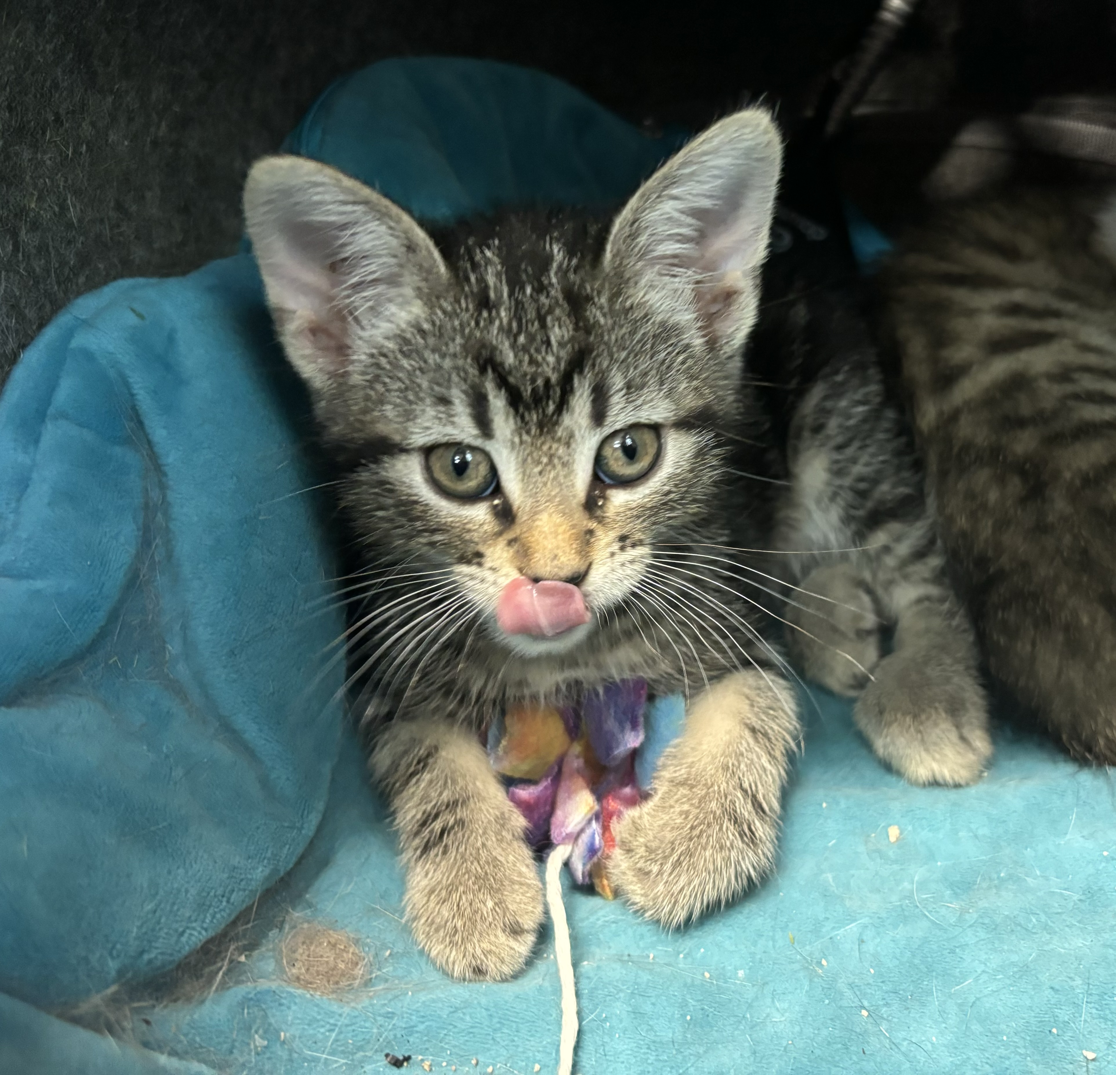 Chocolate Thunder II, a Adopted Domestic Short Hair in Melbourne, AR image 2/6
