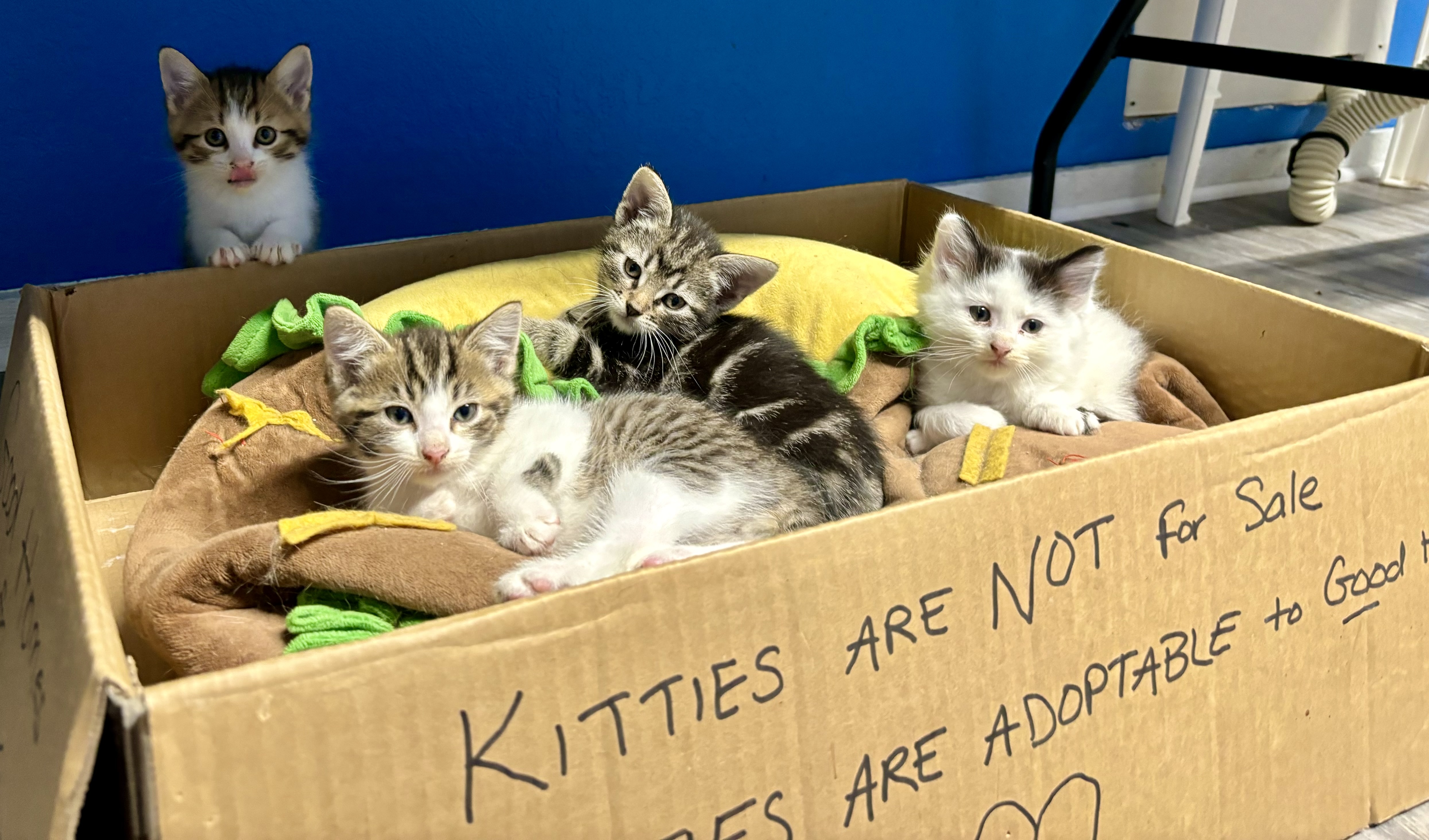 Chocolate Thunder II, a Adopted Domestic Short Hair in Melbourne, AR image 3/6