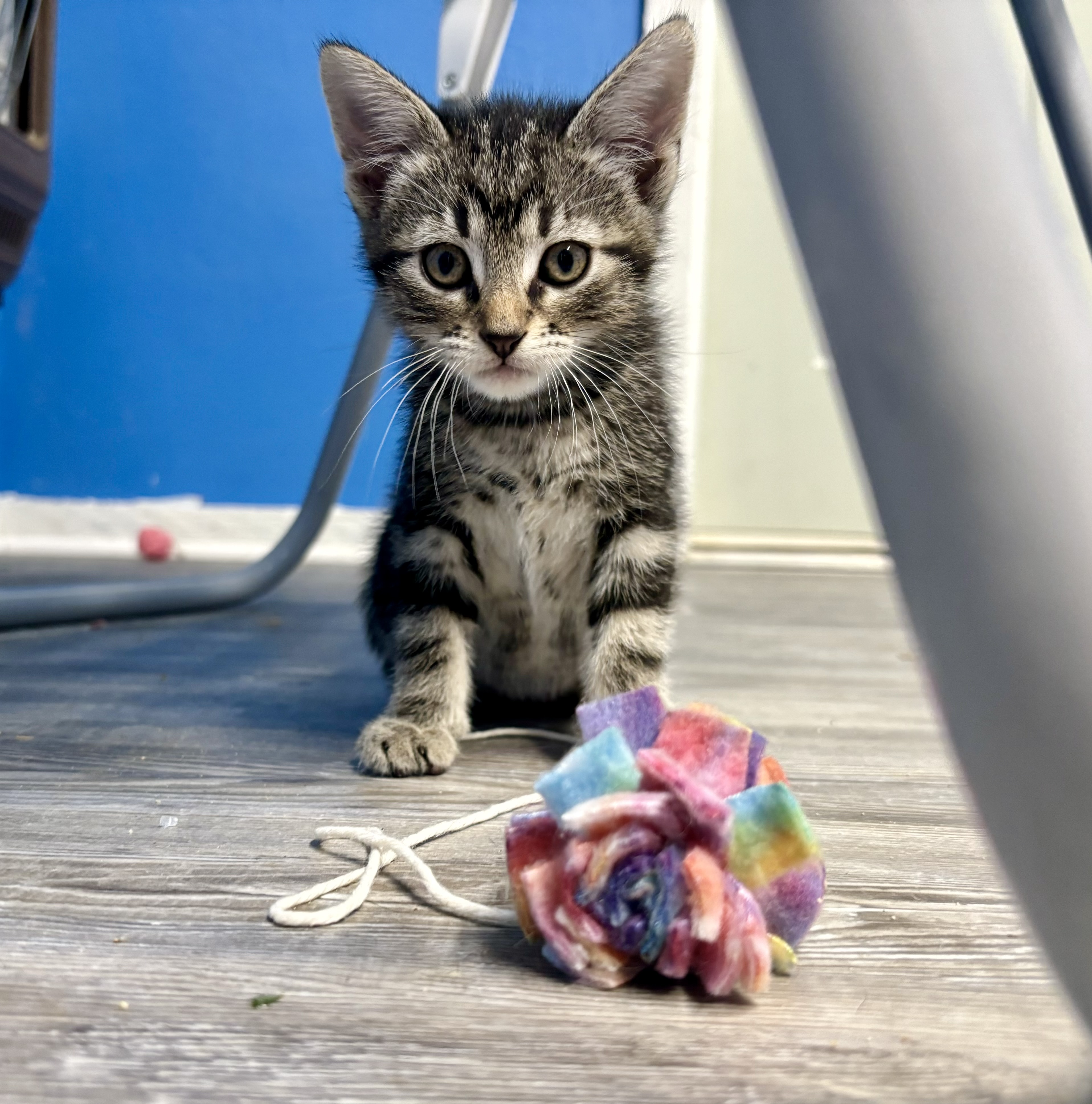 Chocolate Thunder II, a Adopted Domestic Short Hair in Melbourne, AR image 4/6