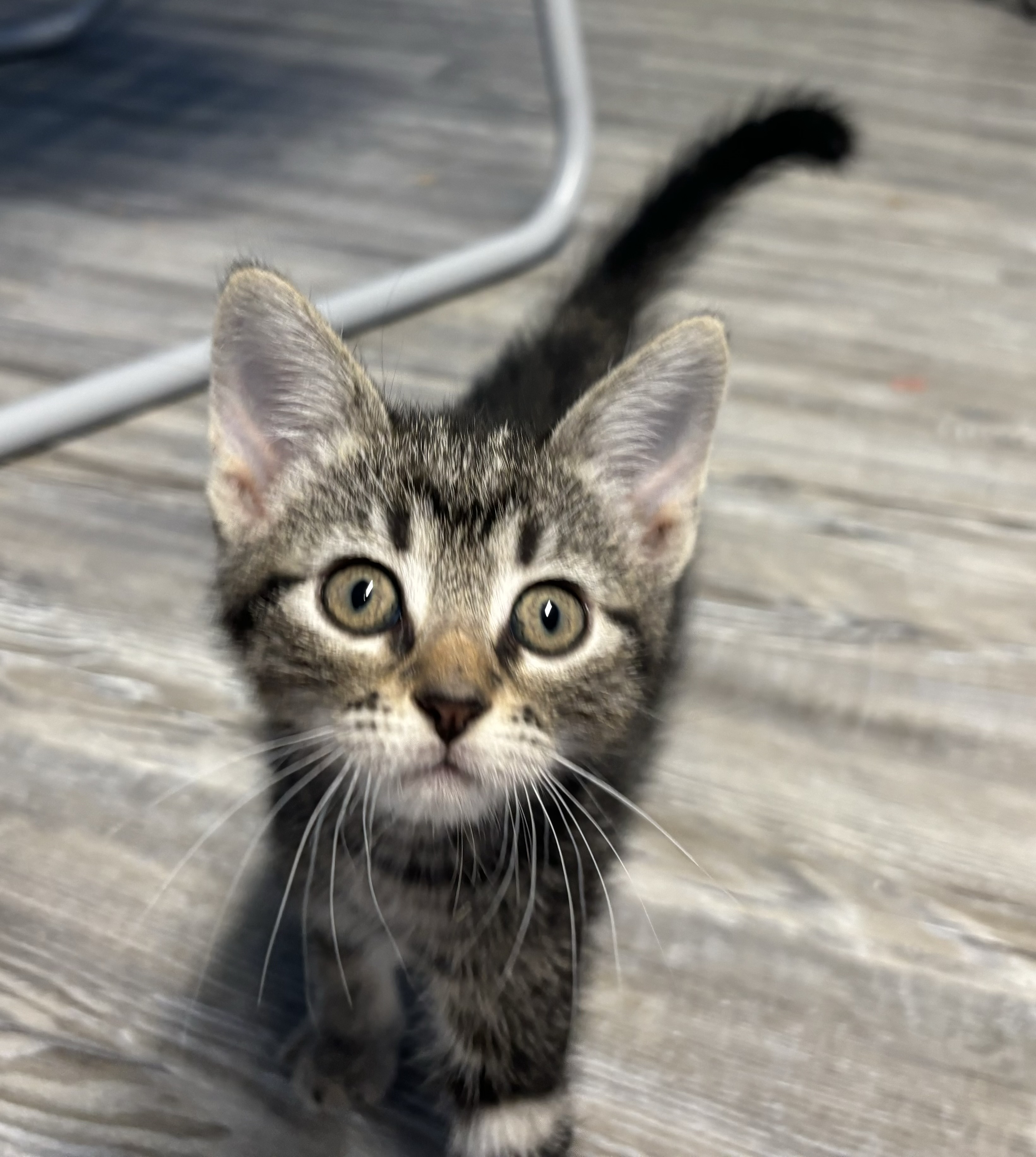 Chocolate Thunder II, a Adopted Domestic Short Hair in Melbourne, AR image 5/6