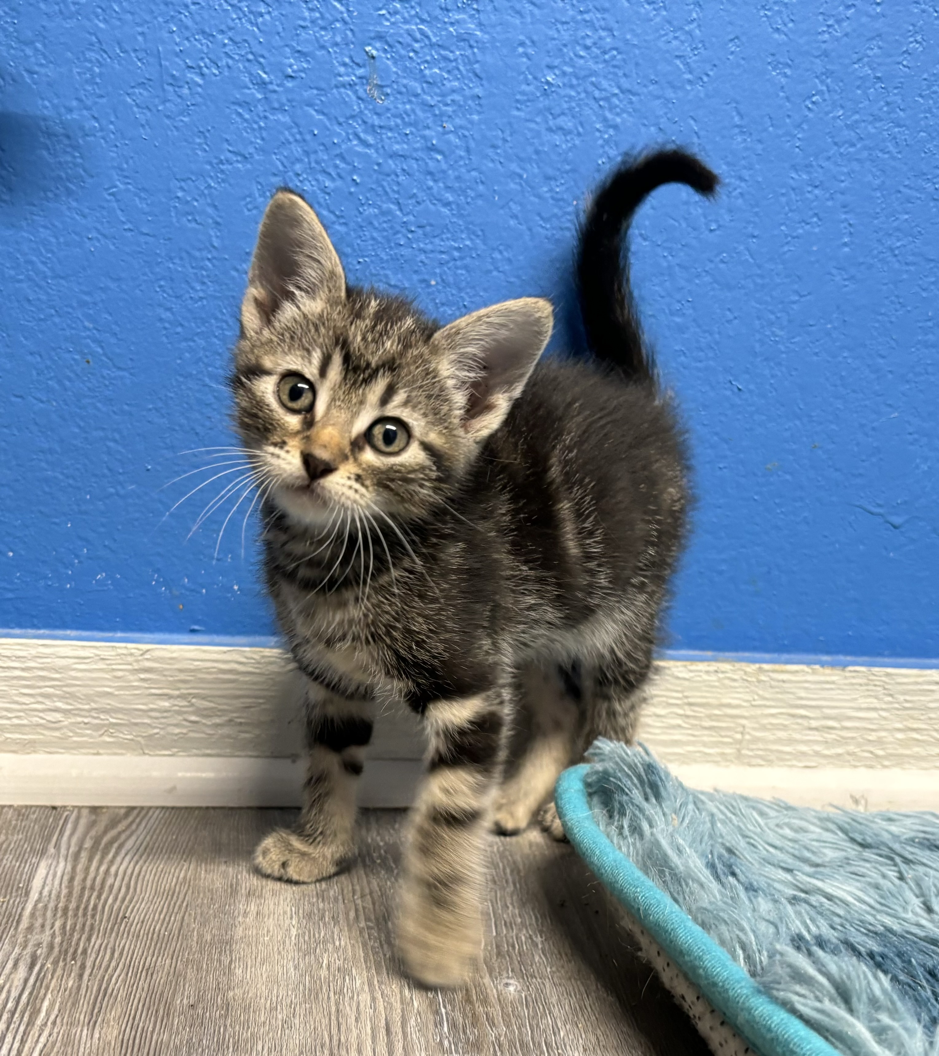 Chocolate Thunder II, a Adopted Domestic Short Hair in Melbourne, AR image 6/6