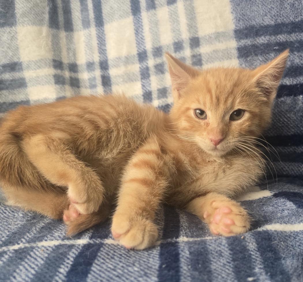 Enlarge MANGO, a Adoptable Domestic Short Hair in Spotswood, NJ image 1/4