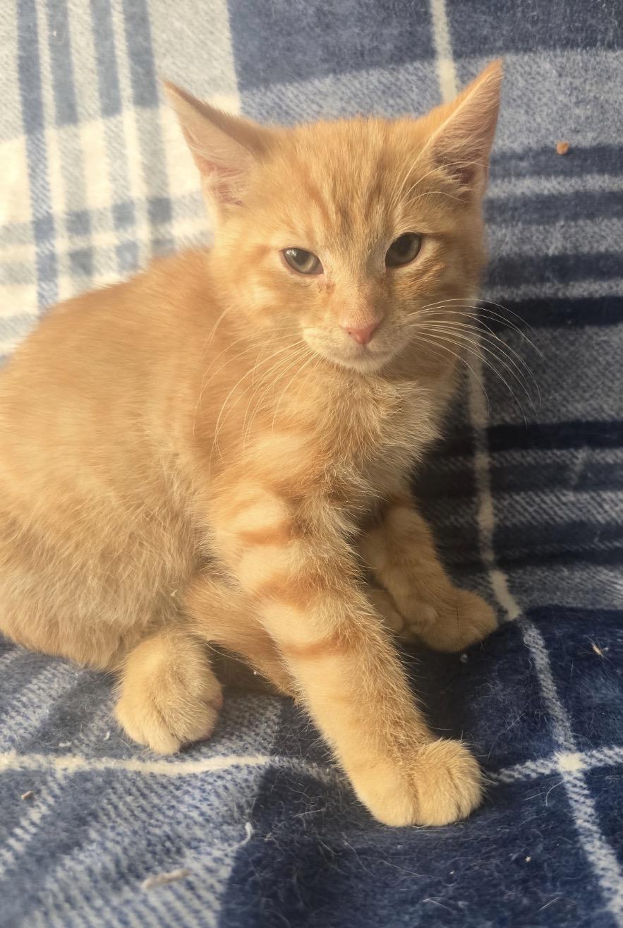 Enlarge MANGO, a Adoptable Domestic Short Hair in Spotswood, NJ image 2/4