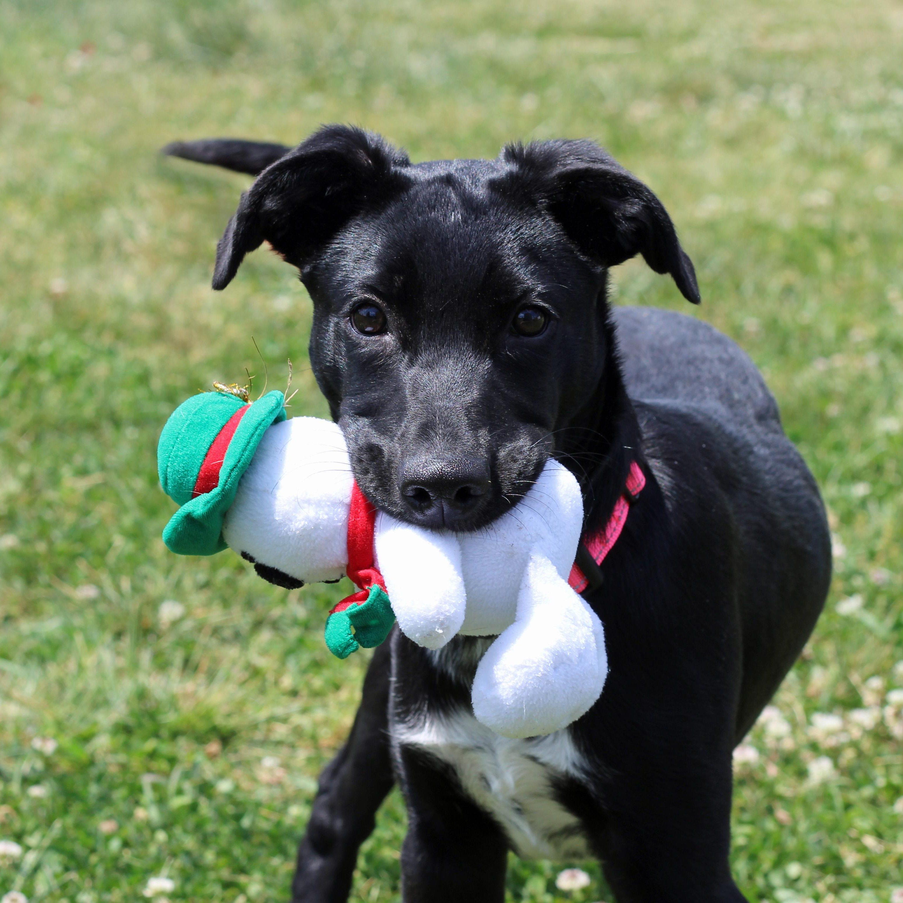 Enlarge Dora, an adoptable mixed breed in Lebanon, TN image 1/6