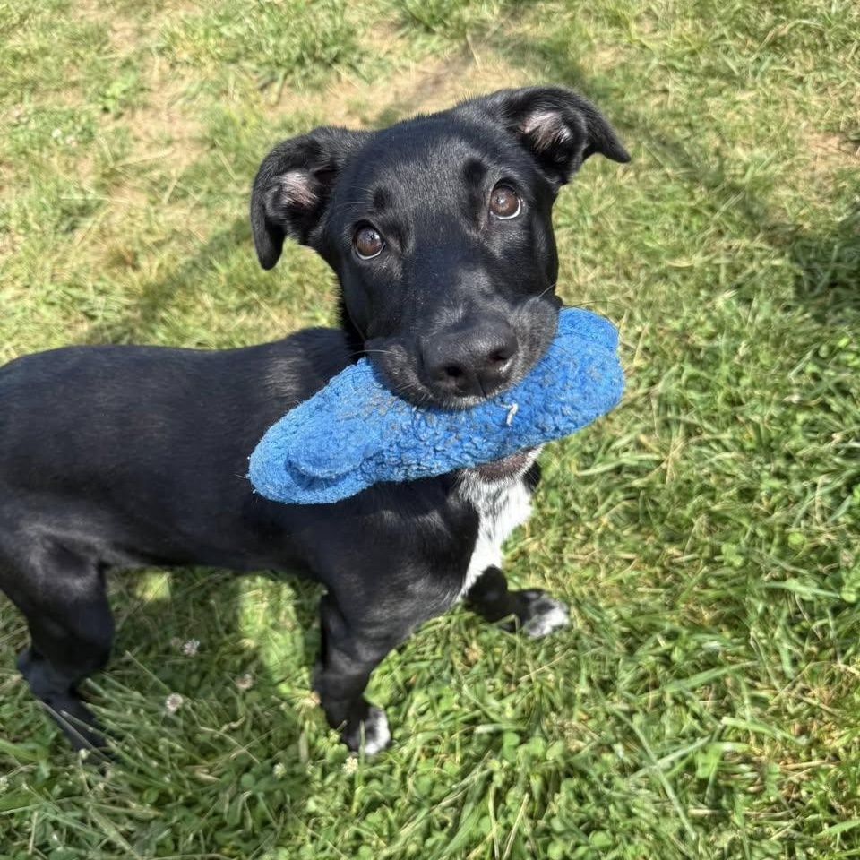 Enlarge Dora, an adoptable mixed breed in Lebanon, TN image 3/6
