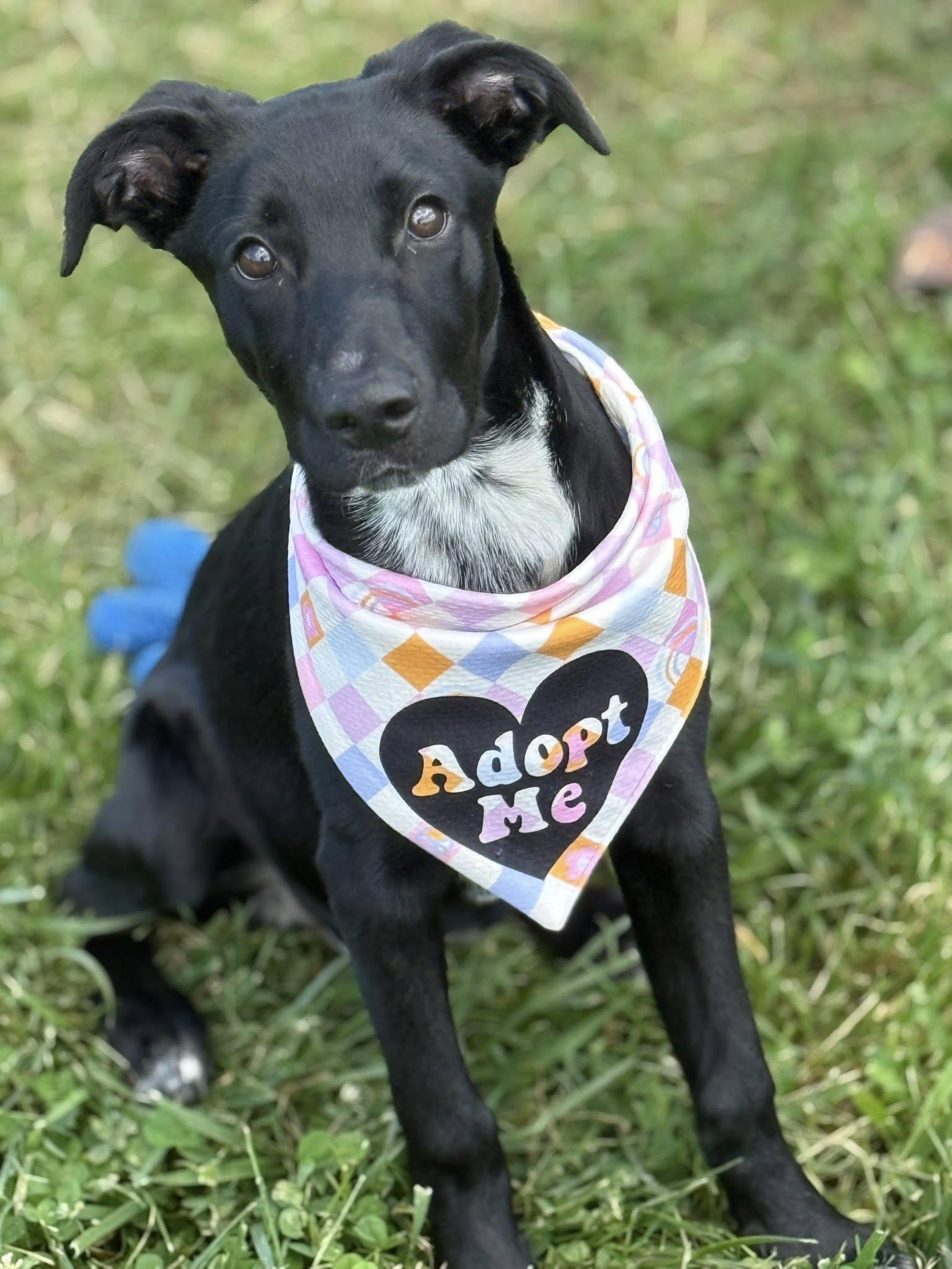 Enlarge Dora, an adoptable mixed breed in Lebanon, TN image 2/6