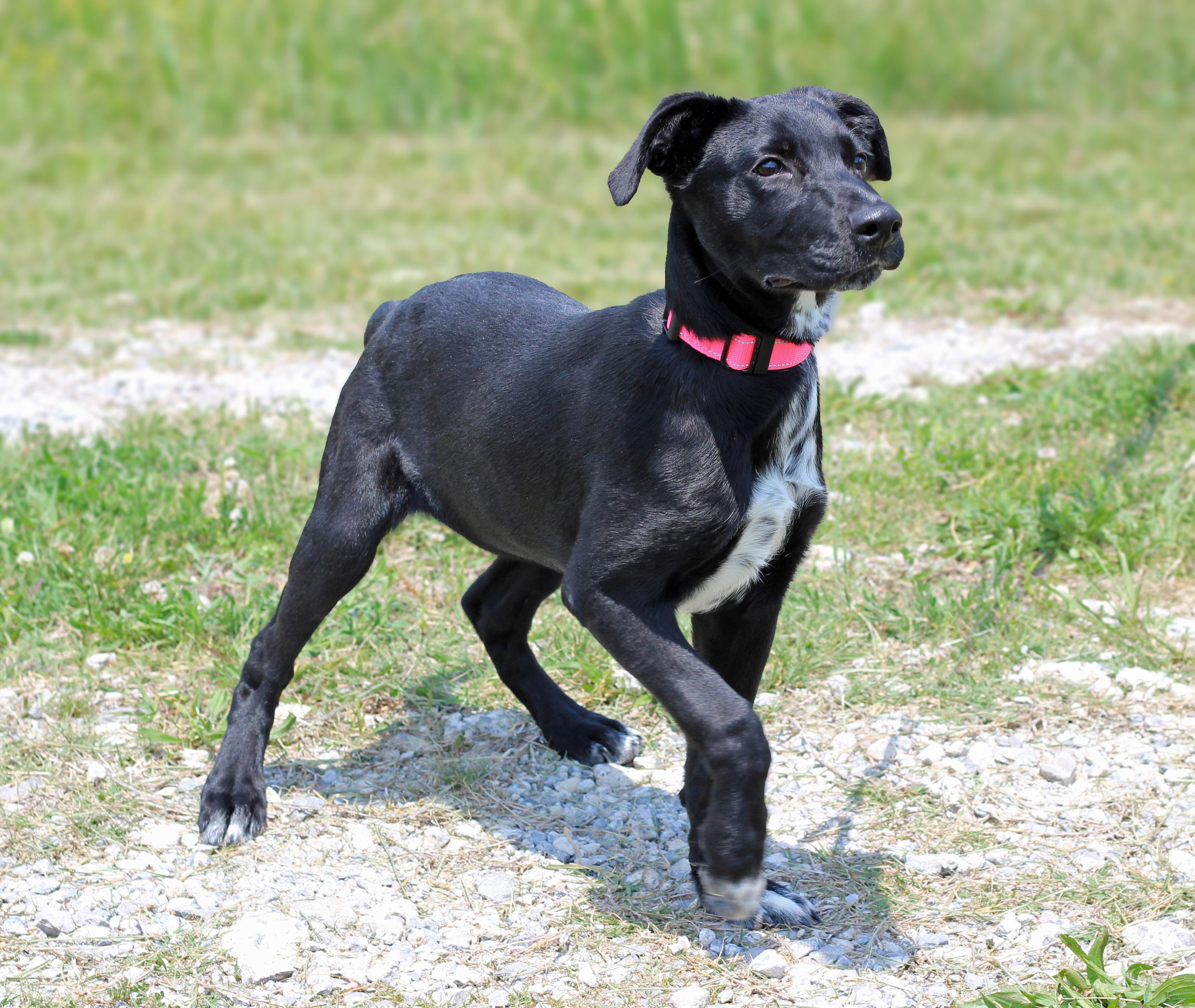 Enlarge Dora, an adoptable mixed breed in Lebanon, TN image 4/6