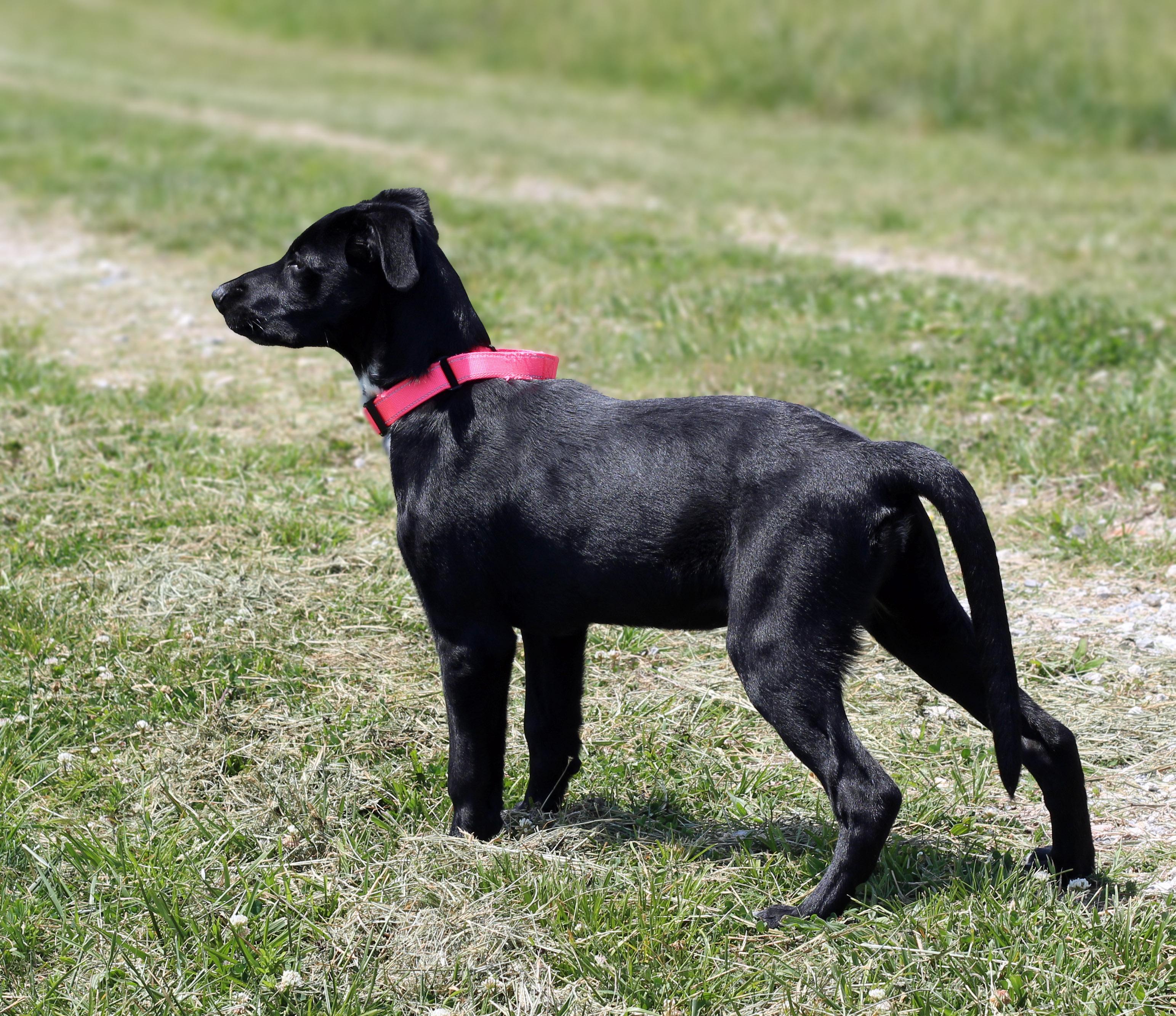Enlarge Dora, an adoptable mixed breed in Lebanon, TN image 5/6