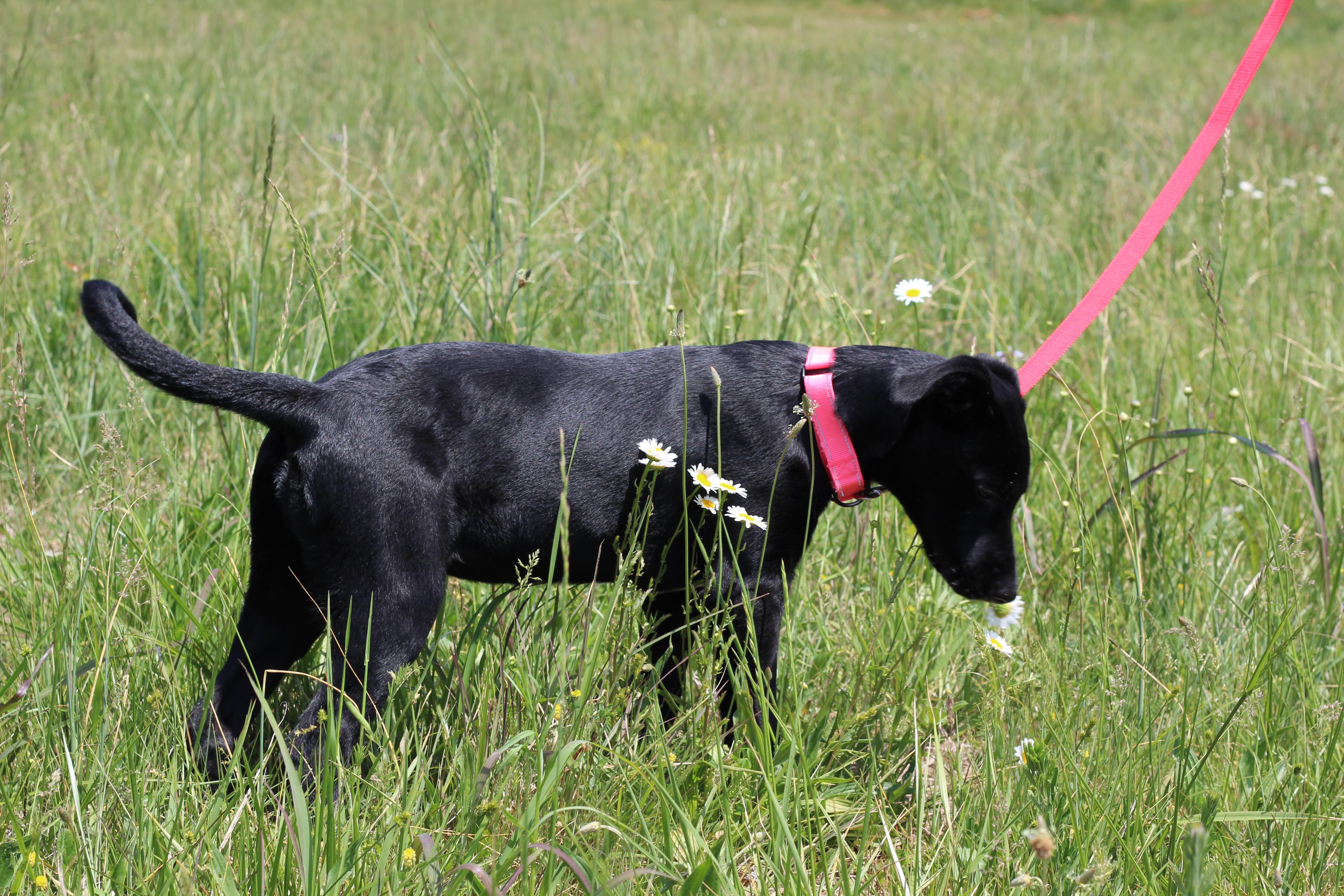 Enlarge Dora, an adoptable mixed breed in Lebanon, TN image 6/6