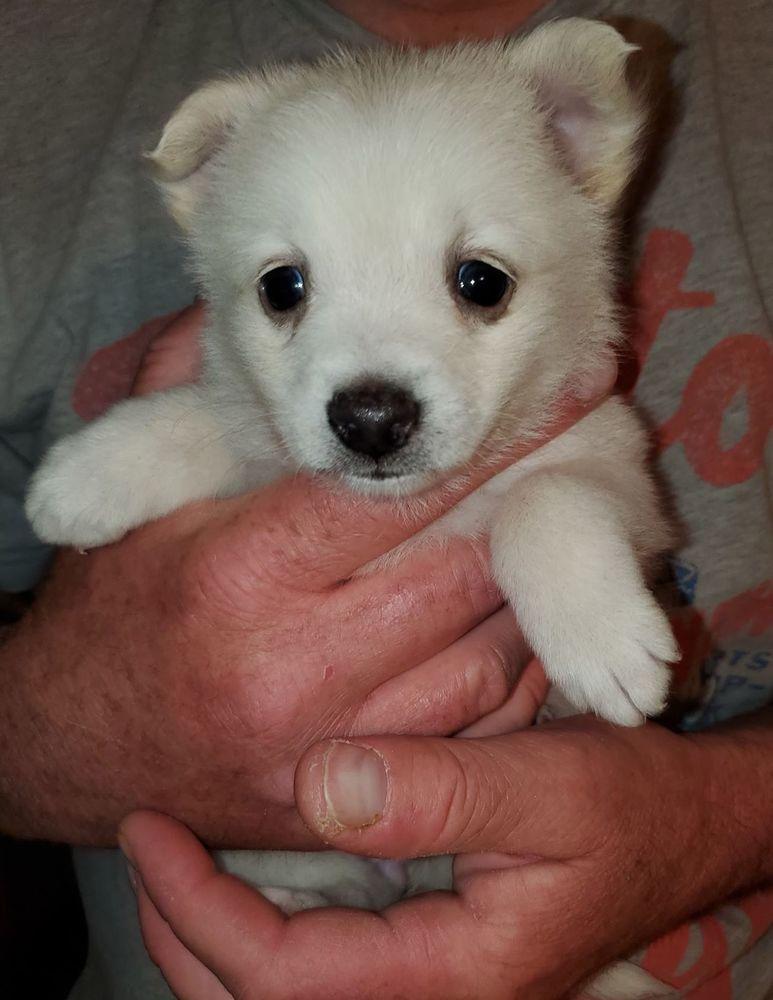 Po (The Kung Fu Panda), Adopted, Puppy Female Pomeranian & Labrador Retriever.