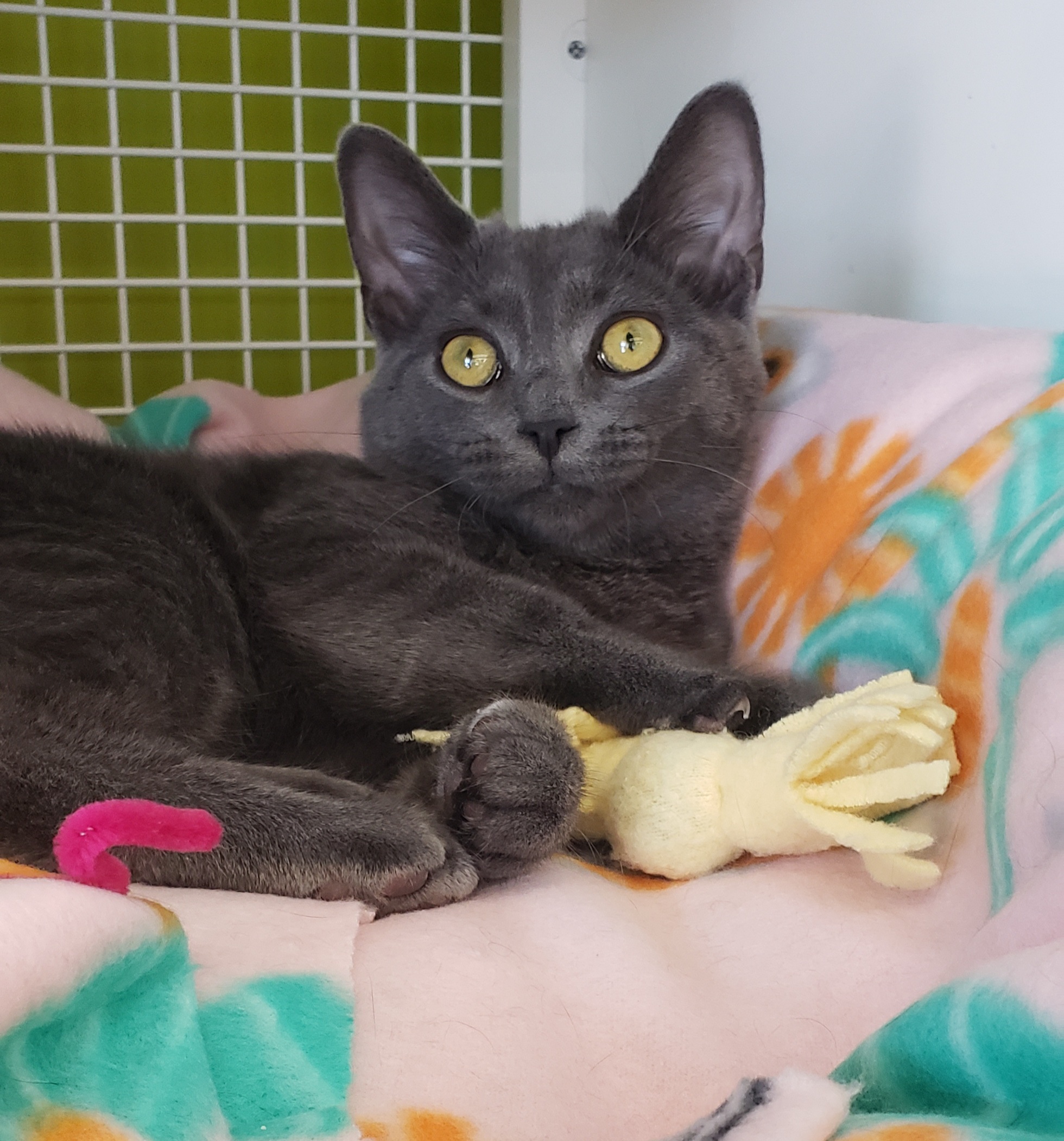 Sassy, Young Female Domestic Short Hair