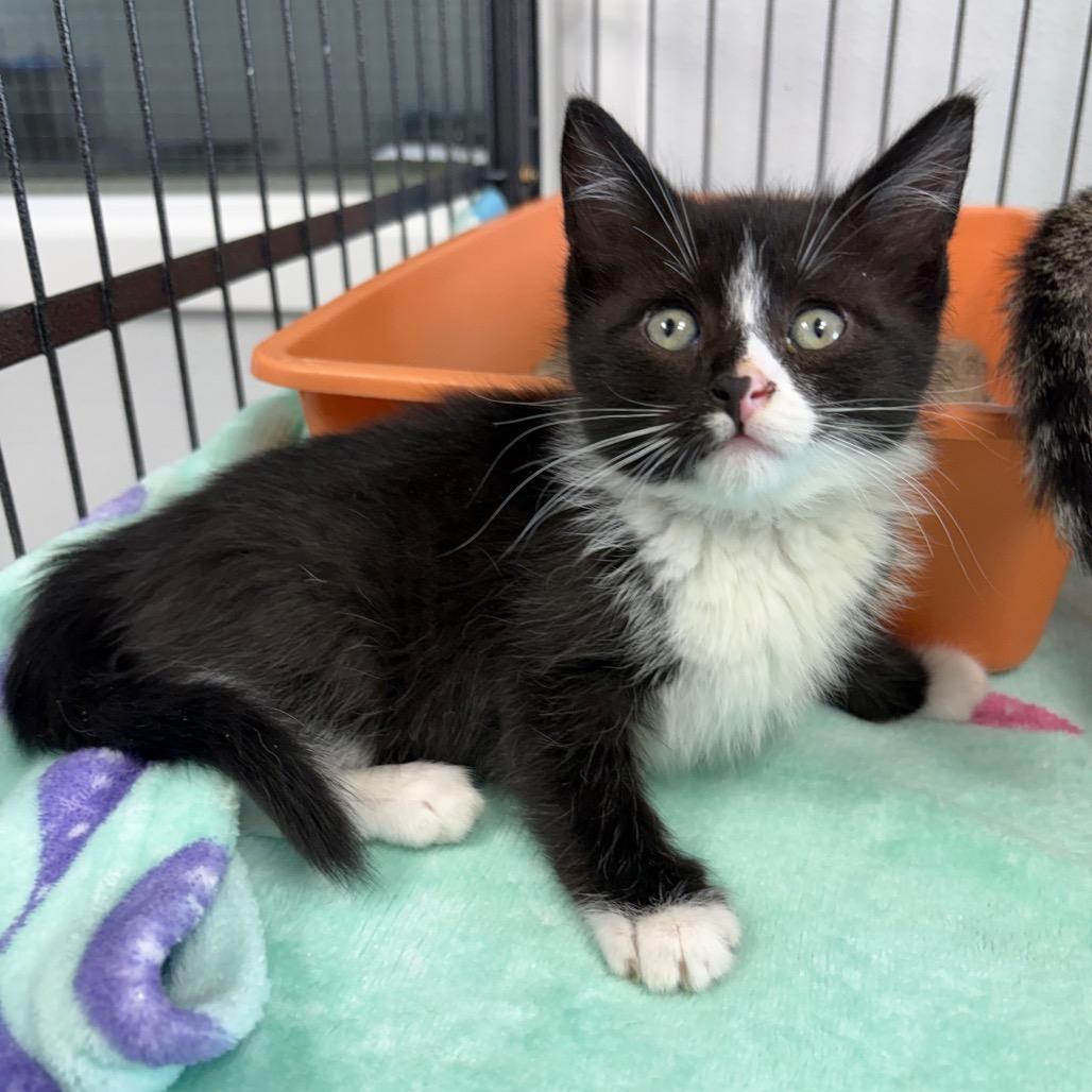 Tornado, a ADOPTABLE Domestic Medium Hair in Crookston, MN image 4/5