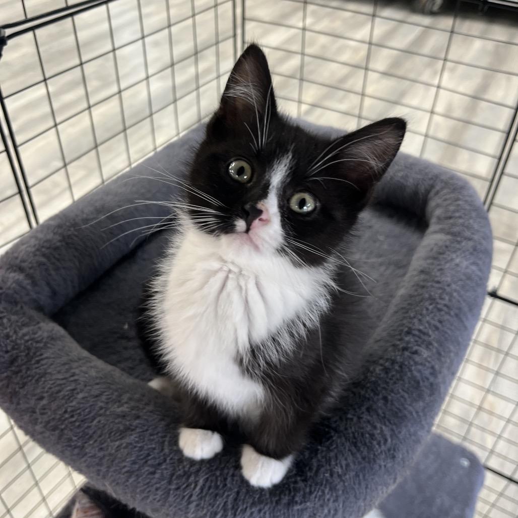 Tornado, a ADOPTABLE Domestic Medium Hair in Crookston, MN image 3/5