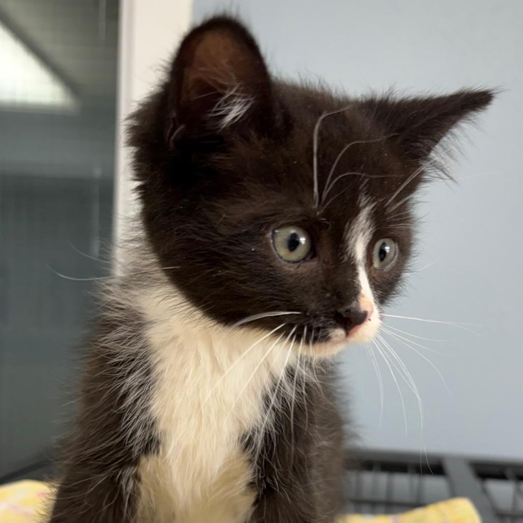 Tornado, a ADOPTABLE Domestic Medium Hair in Crookston, MN image 5/5