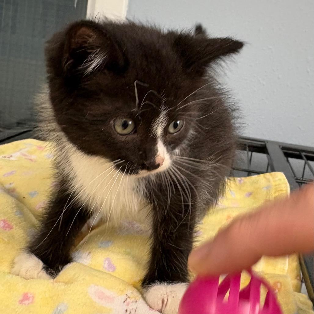 Tornado, a ADOPTABLE Domestic Medium Hair in Crookston, MN image 2/5