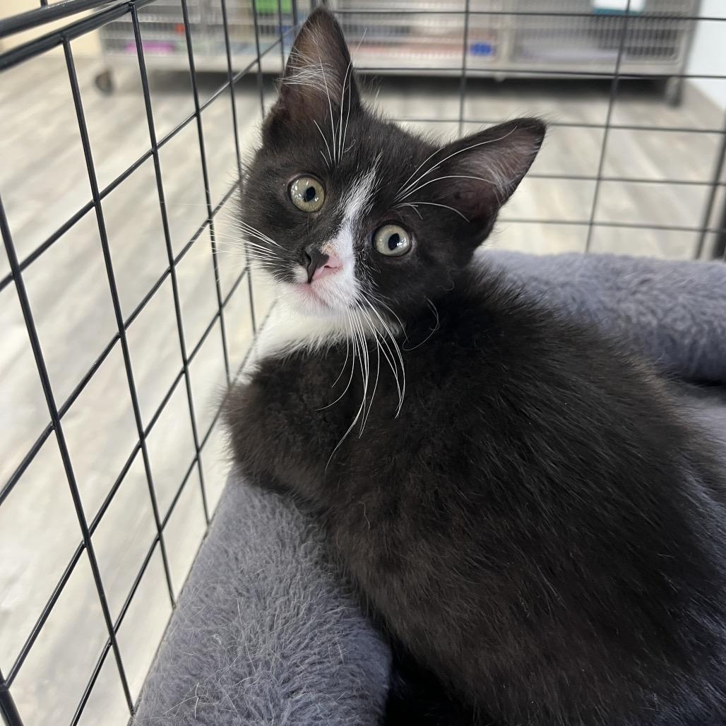 Tornado, ADOPTABLE, Young Female Domestic Medium Hair.