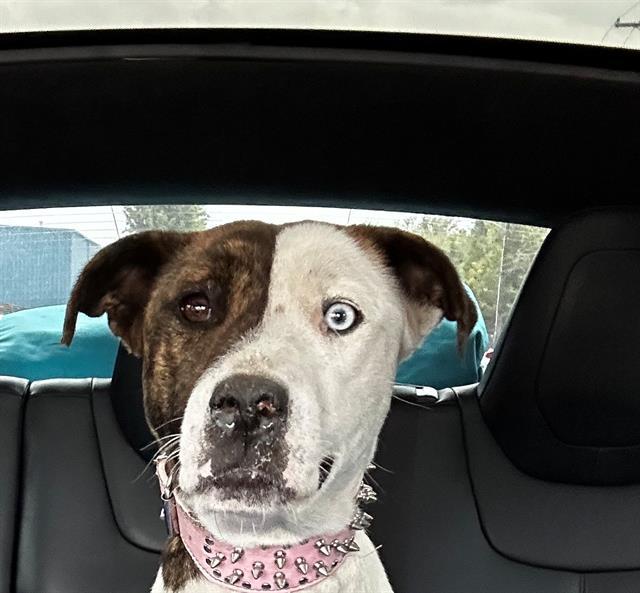 ELLIE, Adoptable, Young Female Pit Bull Terrier.