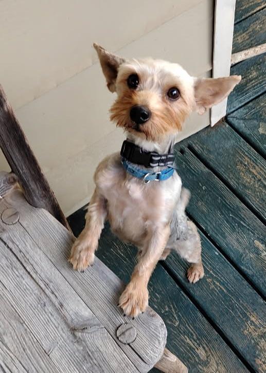 Bruce, Adopted, Adult Male Yorkshire Terrier.