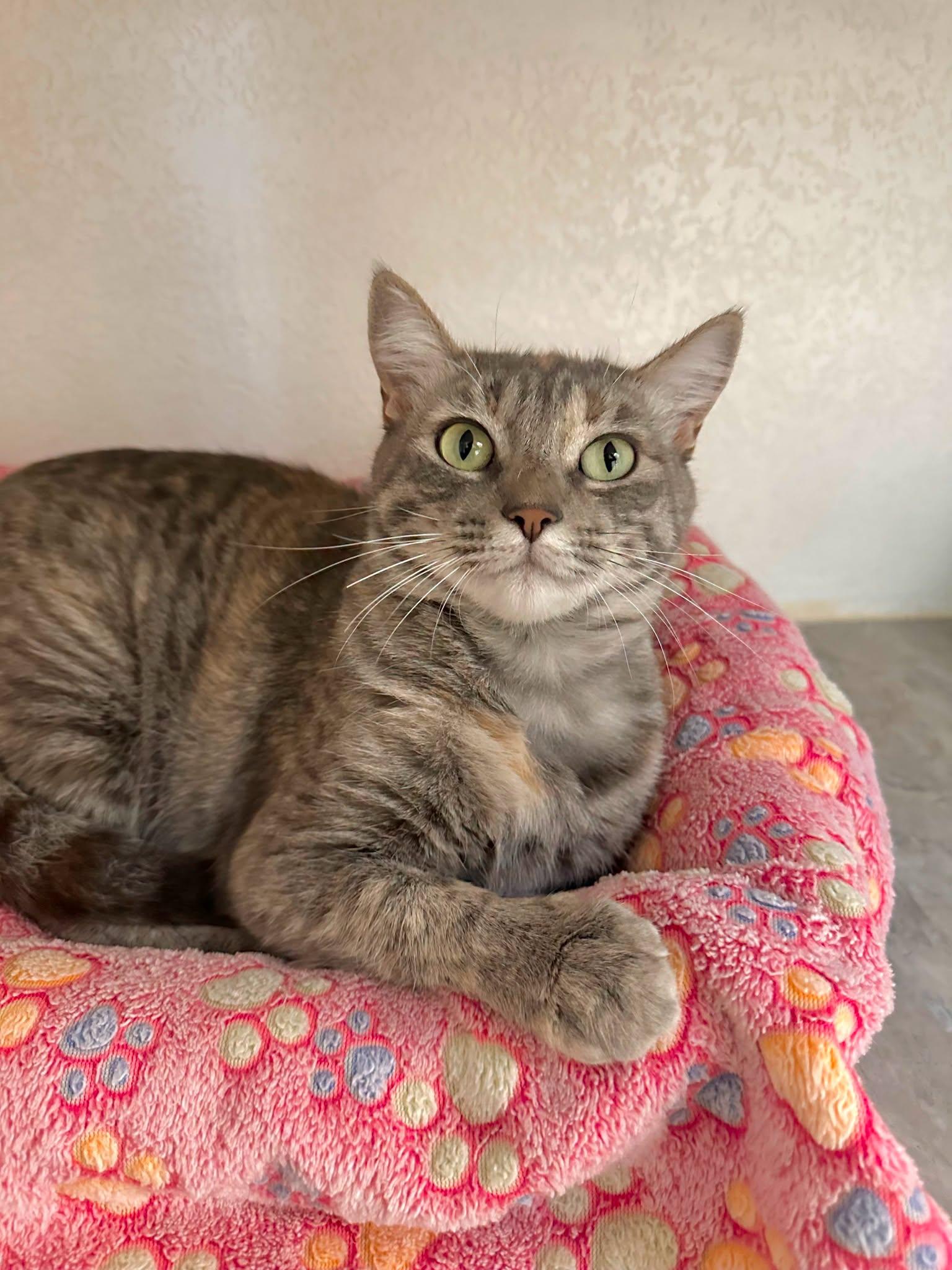 Clover, Adoptable, Young Female Domestic Short Hair.