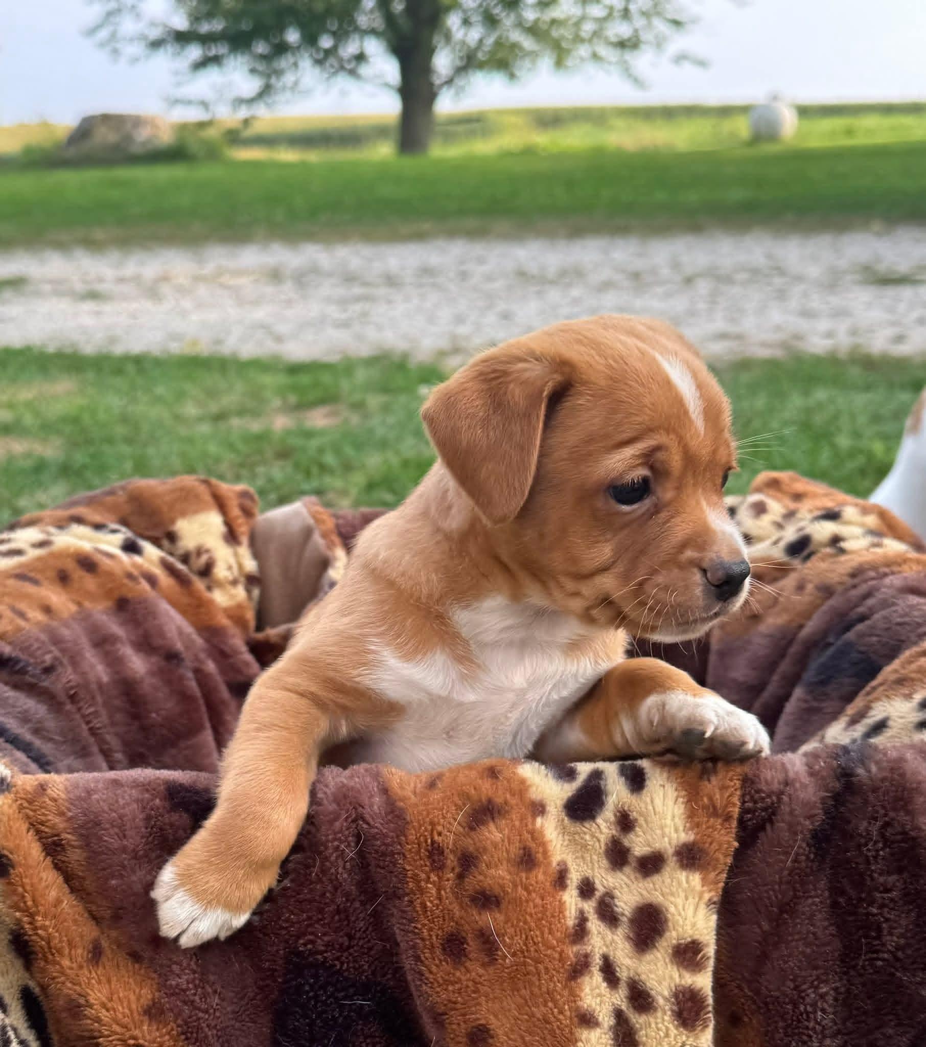 Duke