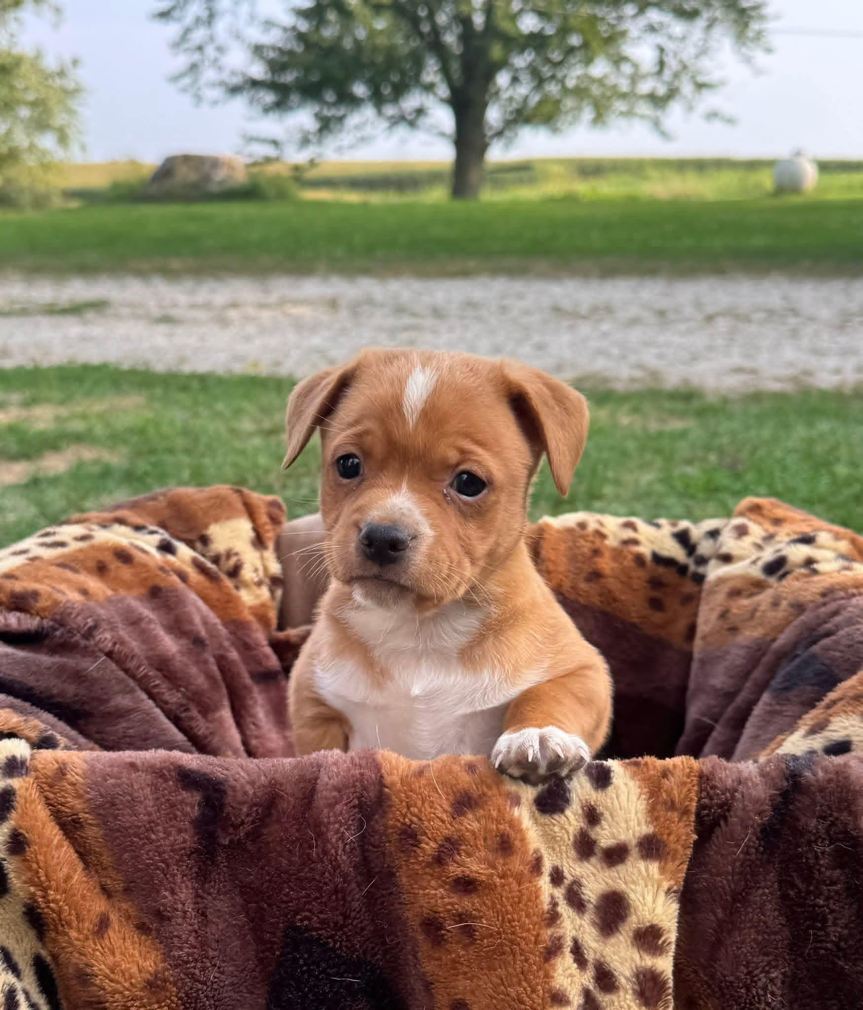 Duke