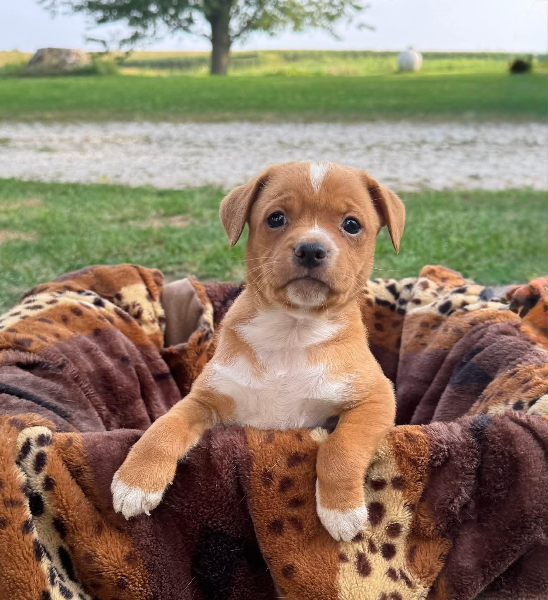 Duke