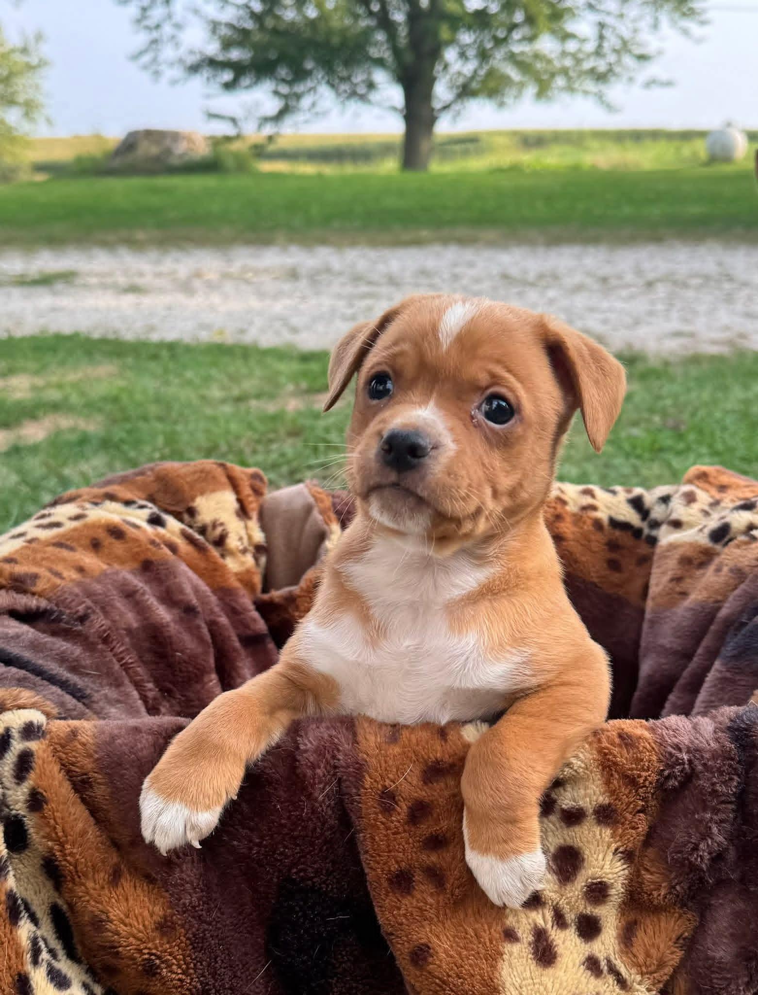 Duke