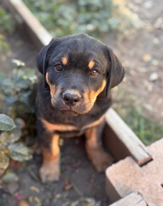 Aster, Adopted, Puppy Female Shepherd & Chesapeake Bay Retriever.