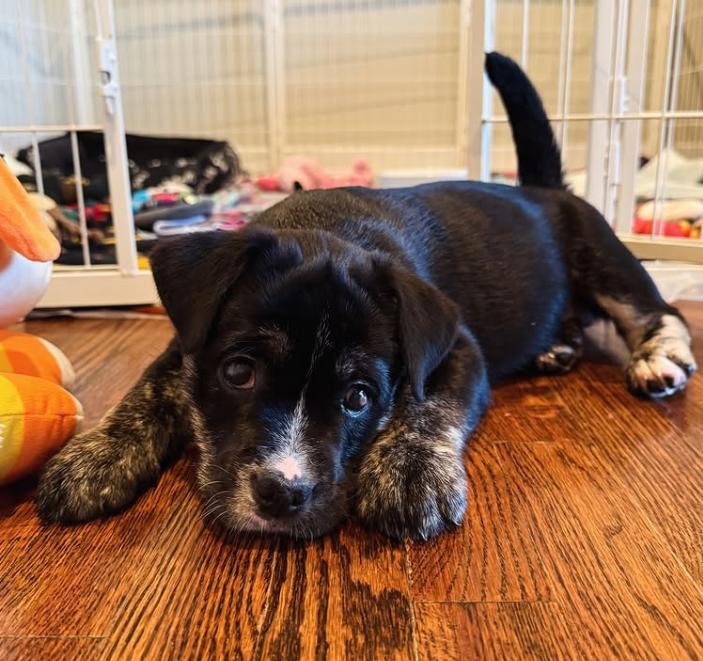 Stevie, a Adoptable mixed breed in Sunnyvale, CA image 1/2