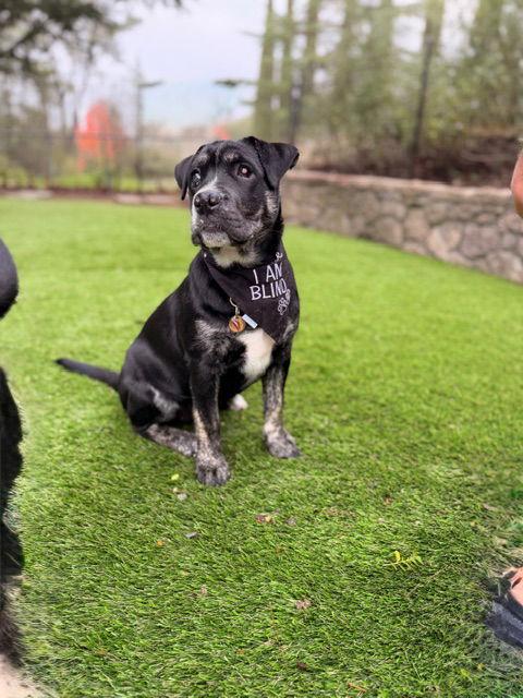 Stevie, a Adoptable mixed breed in Sunnyvale, CA image 2/2