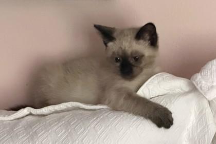 Lapis, an adopted mixed breed in New York, NY image 6/6