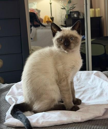 Lapis, an adopted mixed breed in New York, NY image 1/6