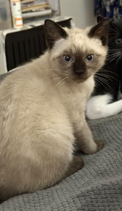 Lapis, an adopted mixed breed in New York, NY image 5/6
