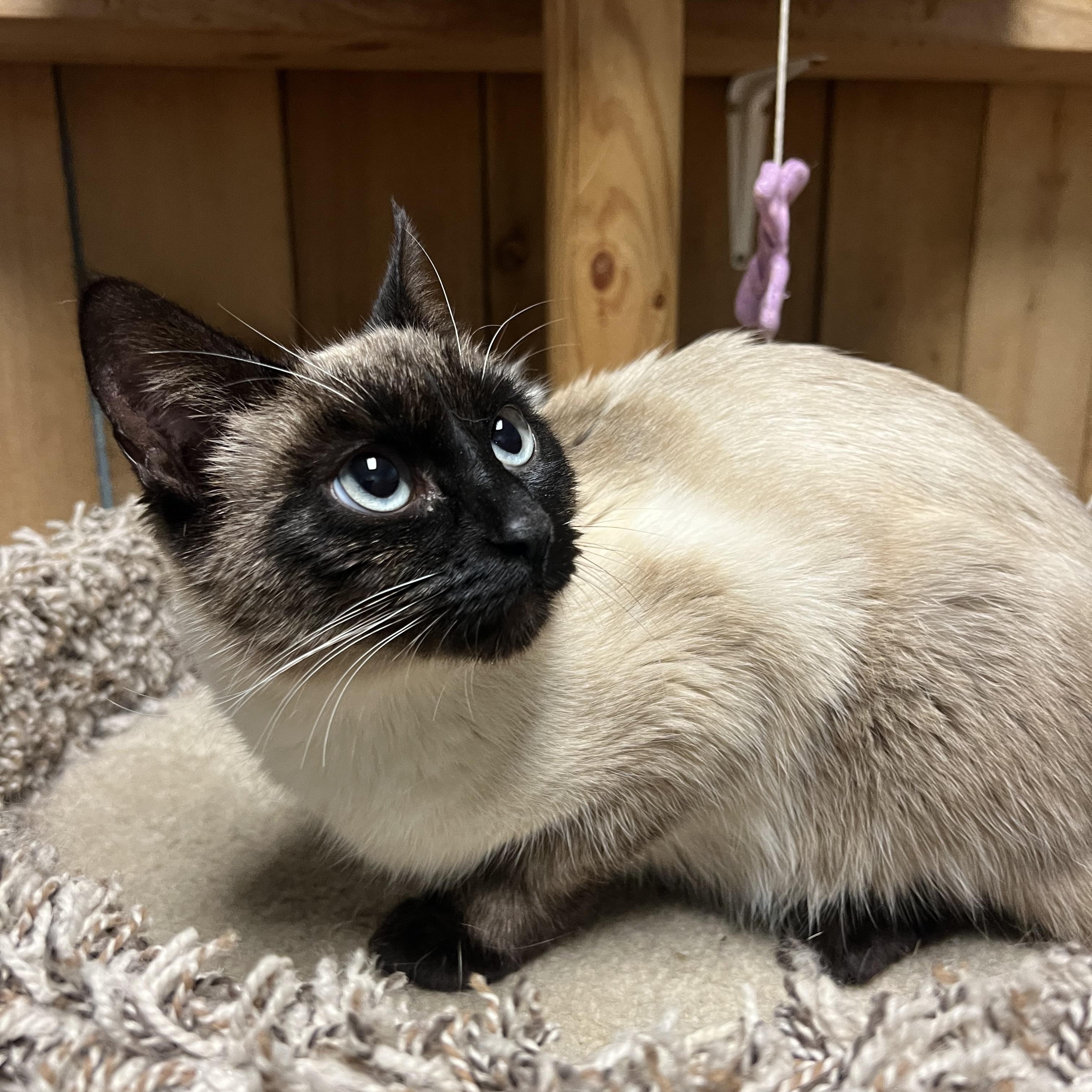 Elsa, adopted, Kitten Female Siamese.