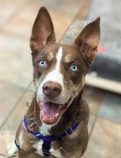 Coco, Adoptable, Adult Female Siberian Husky & American Bulldog.
