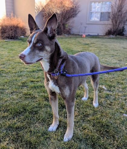 Enlarge Coco, a Adoptable mixed breed in Portola, CA image 2/3