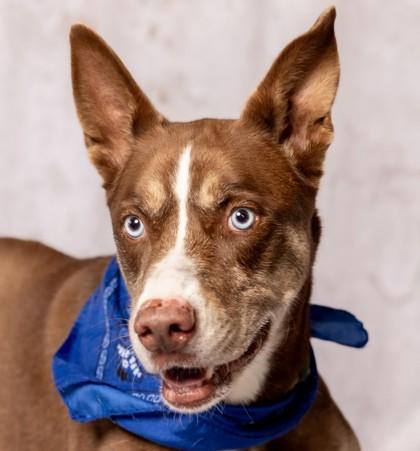 Enlarge Coco, a Adoptable mixed breed in Portola, CA image 2/3