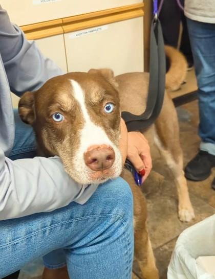 Coco, Adoptable, Adult Female Siberian Husky & American Bulldog.