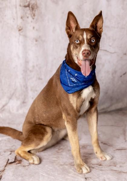 Enlarge Coco, a Adoptable mixed breed in Portola, CA image 3/3