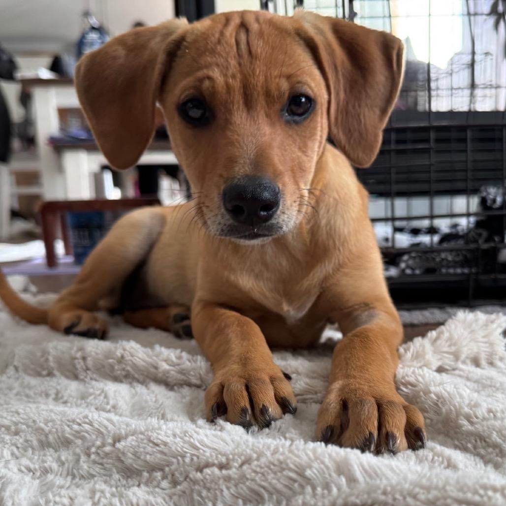 Piper, Adoptable, Puppy Female Hound & Mixed Breed.
