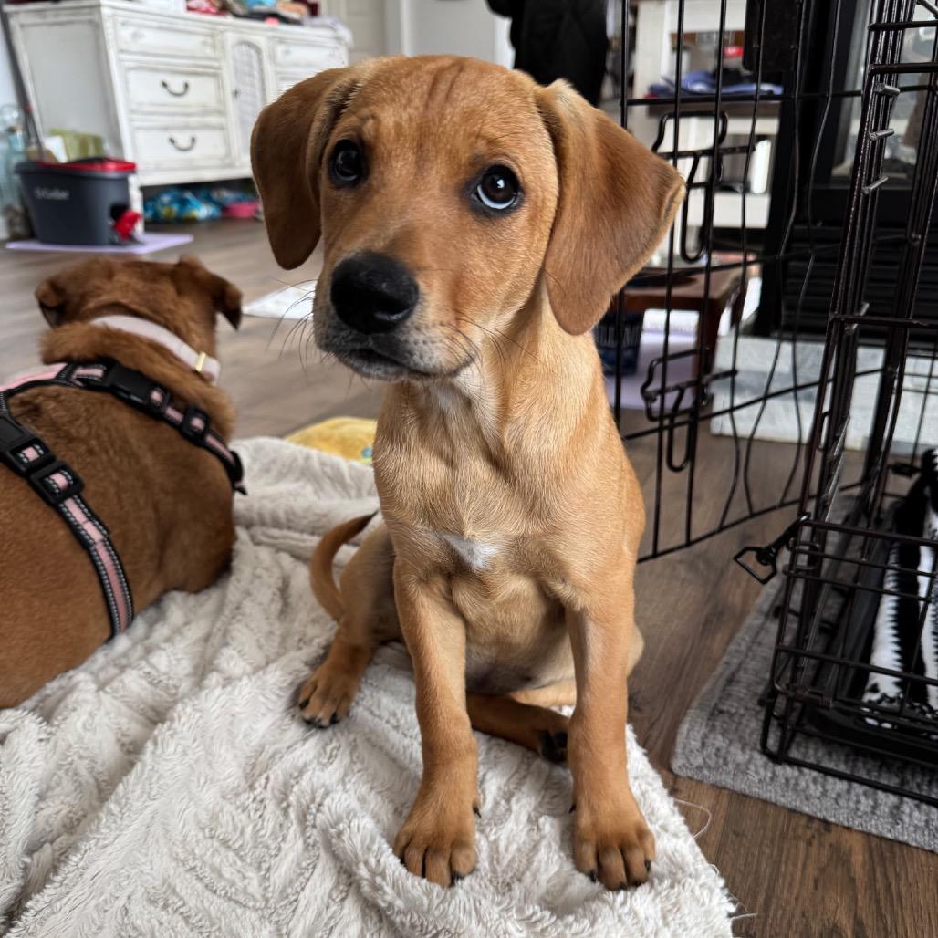 Piper, a Adoptable mixed breed in Monroe, MI image 3/6