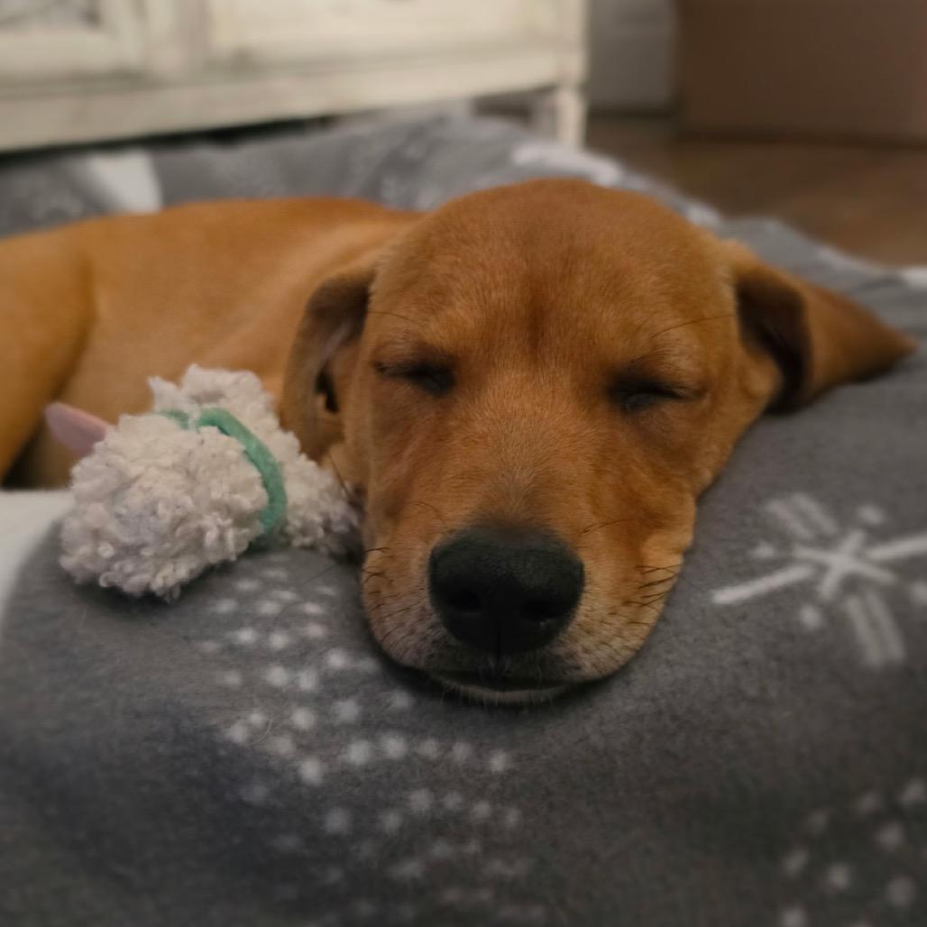 Piper, a Adoptable mixed breed in Monroe, MI image 4/6