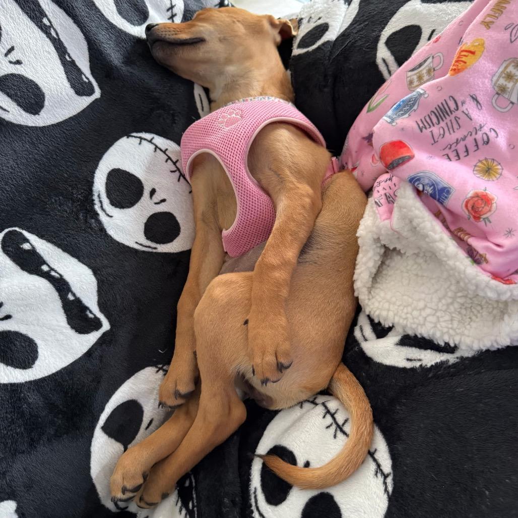 Piper, a Adoptable mixed breed in Monroe, MI image 5/6