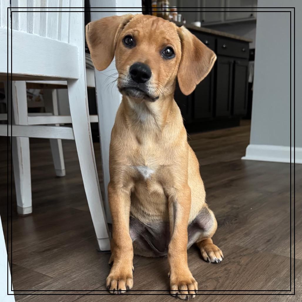 Piper, a Adoptable mixed breed in Monroe, MI image 6/6