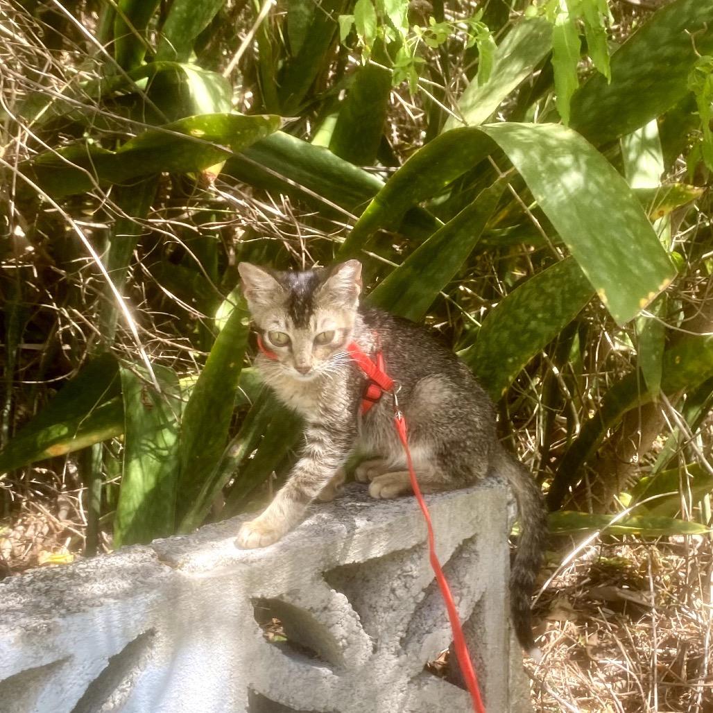 Enlarge Emu, a ADOPTABLE Domestic Short Hair in Christiansted, VI image 3/5